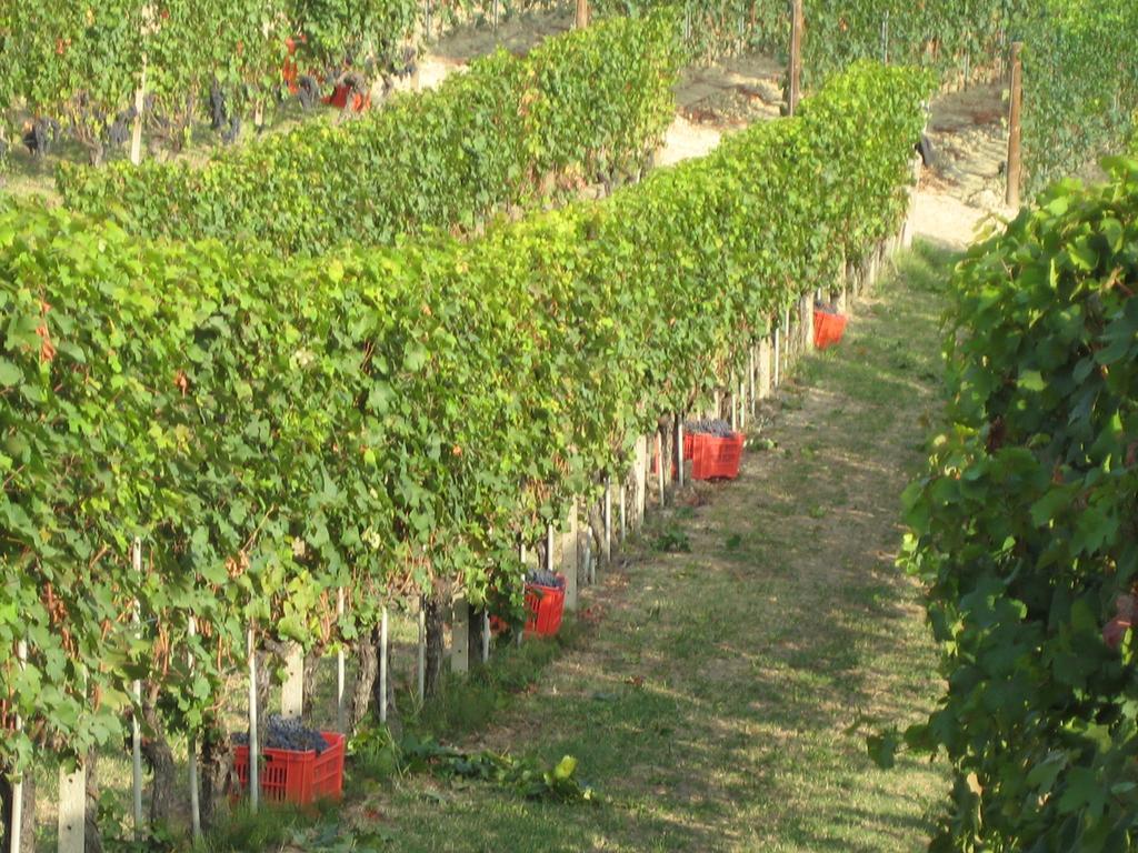Agriturismo Il Ciabot Barolo Exterior photo