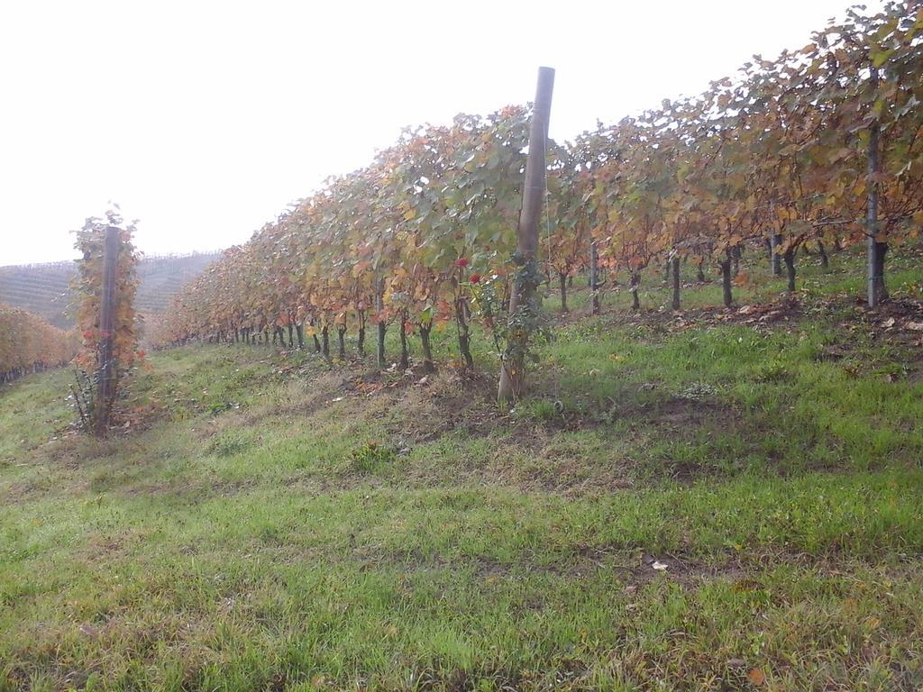 Agriturismo Il Ciabot Barolo Exterior photo